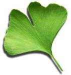 gingko biloba